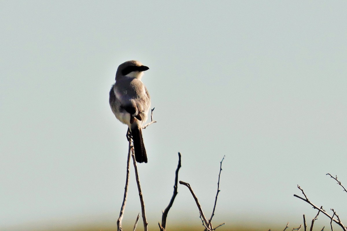 Loggerhead Shrike - ML586710141