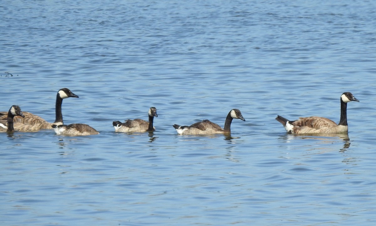 Canada Goose - ML586710361