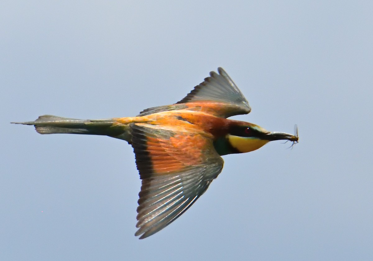 European Bee-eater - ML586711691
