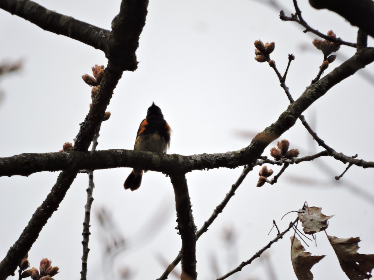 American Redstart - ML58671431