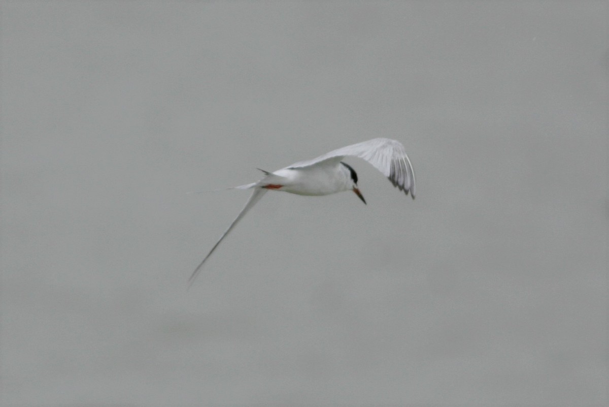 Common Tern - Wyatt Egelhoff
