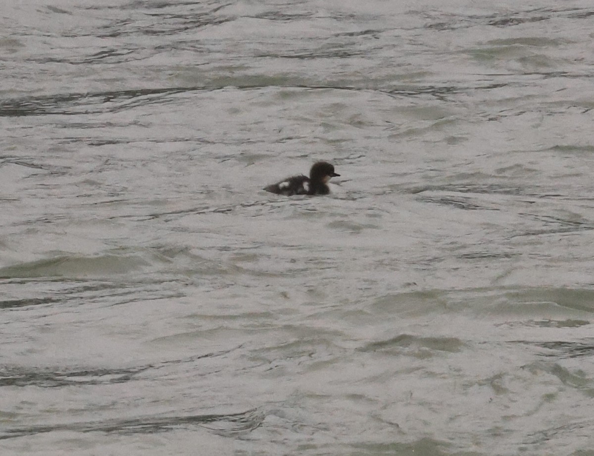 Common Merganser - Edward Pullen