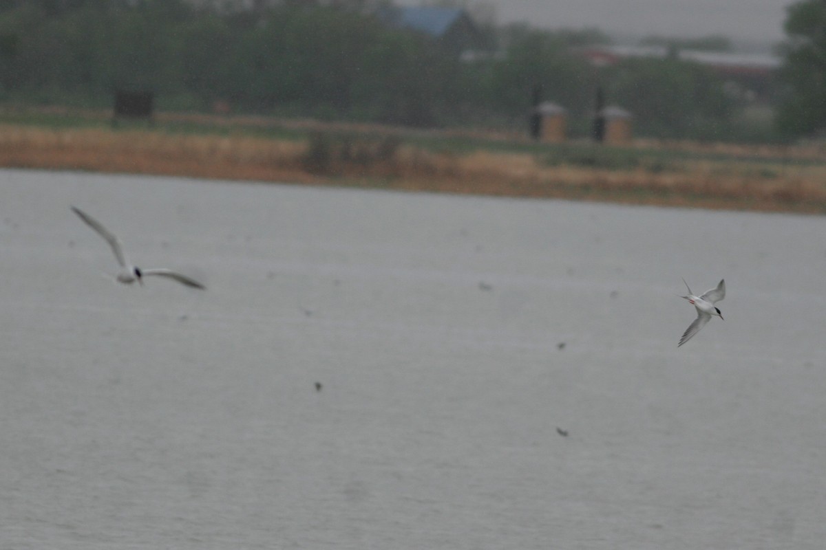 Common Tern - Wyatt Egelhoff