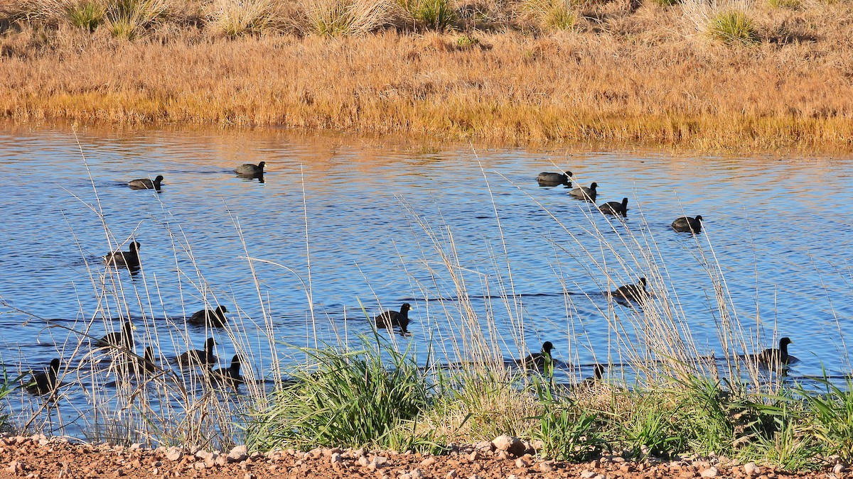 tanımsız Fulica sp. - ML586715351