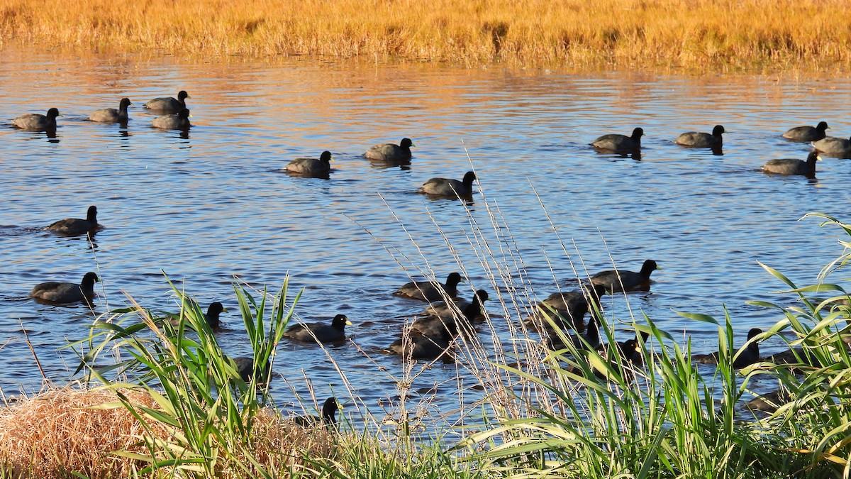 tanımsız Fulica sp. - ML586715361