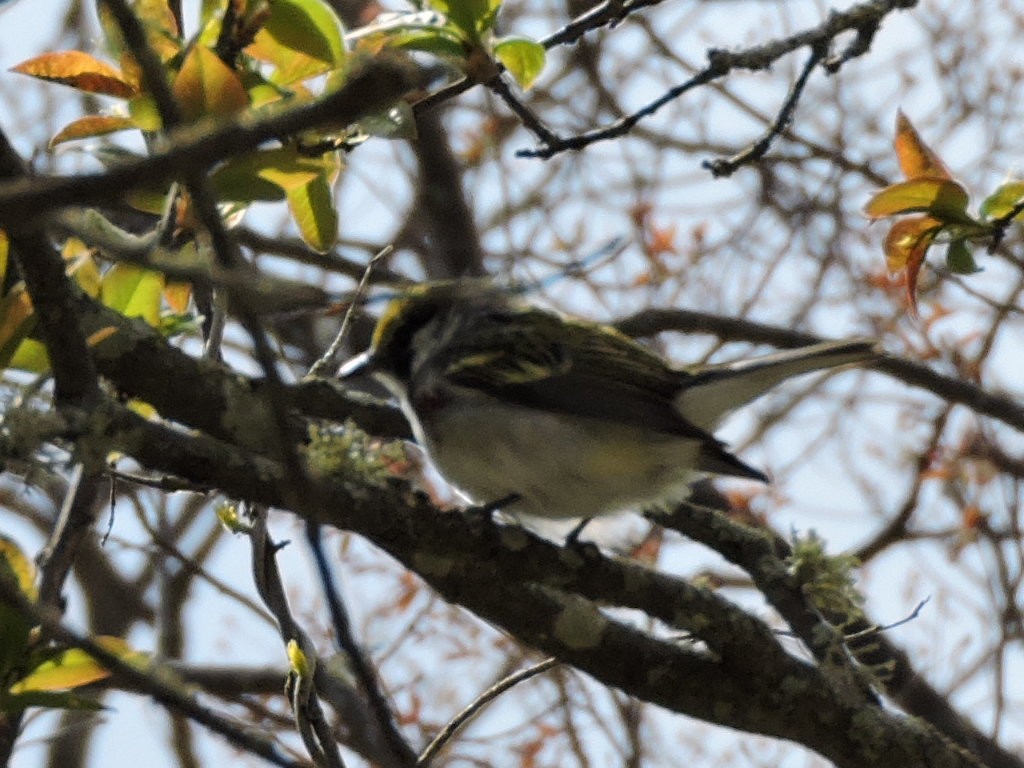 Chestnut-sided Warbler - Melody Walsh