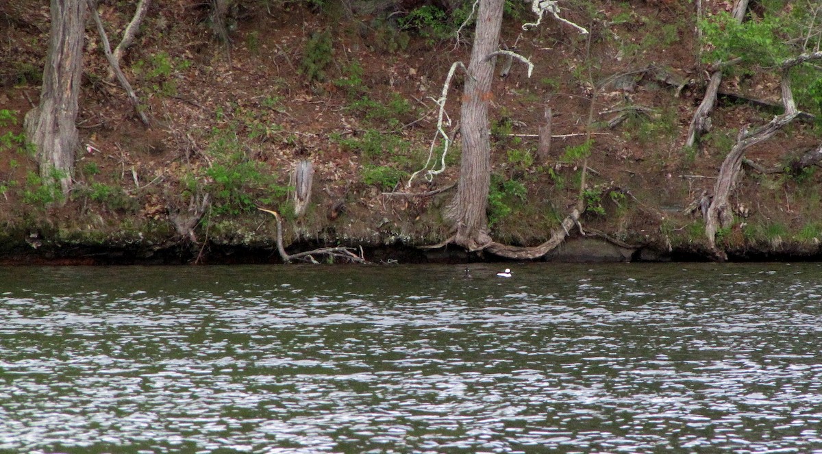 Bufflehead - ML58671811