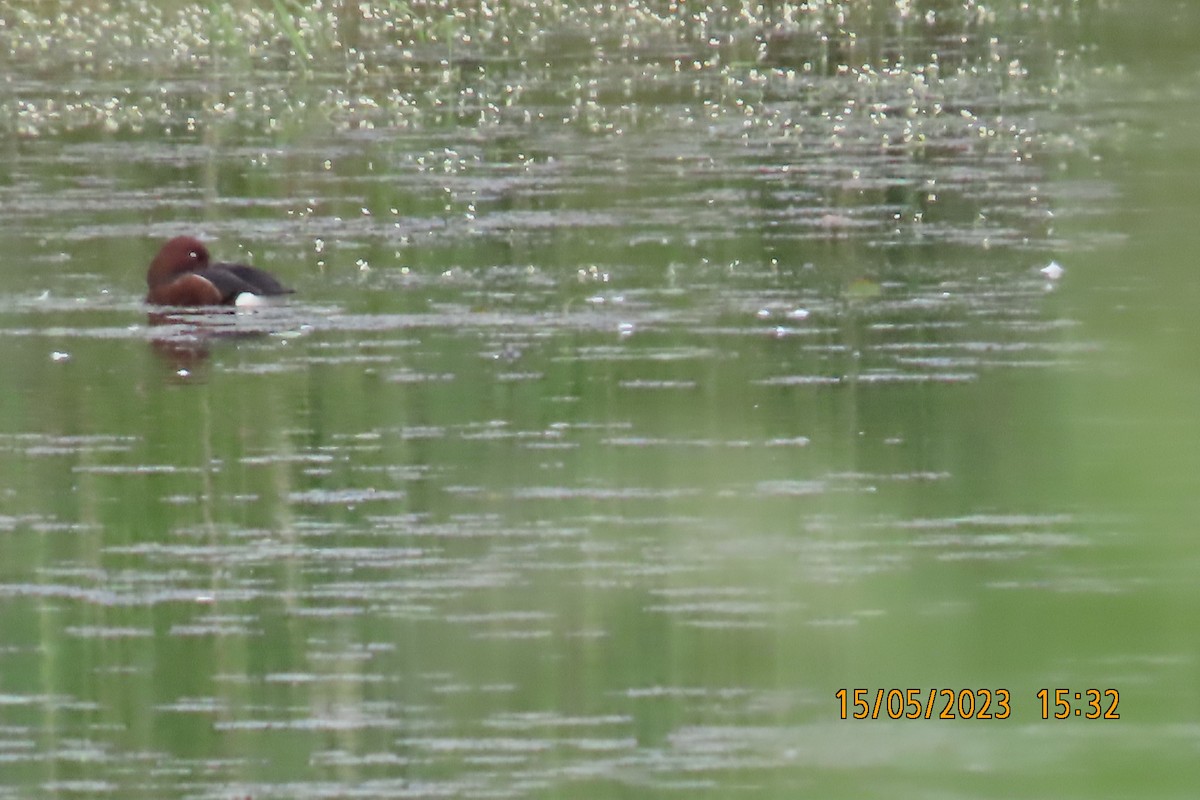 Ferruginous Duck - Peter Osenton