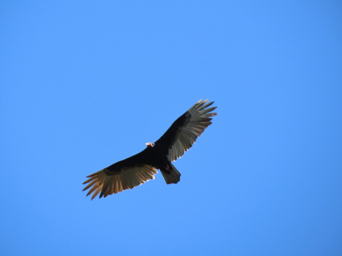 Turkey Vulture - ML586719141