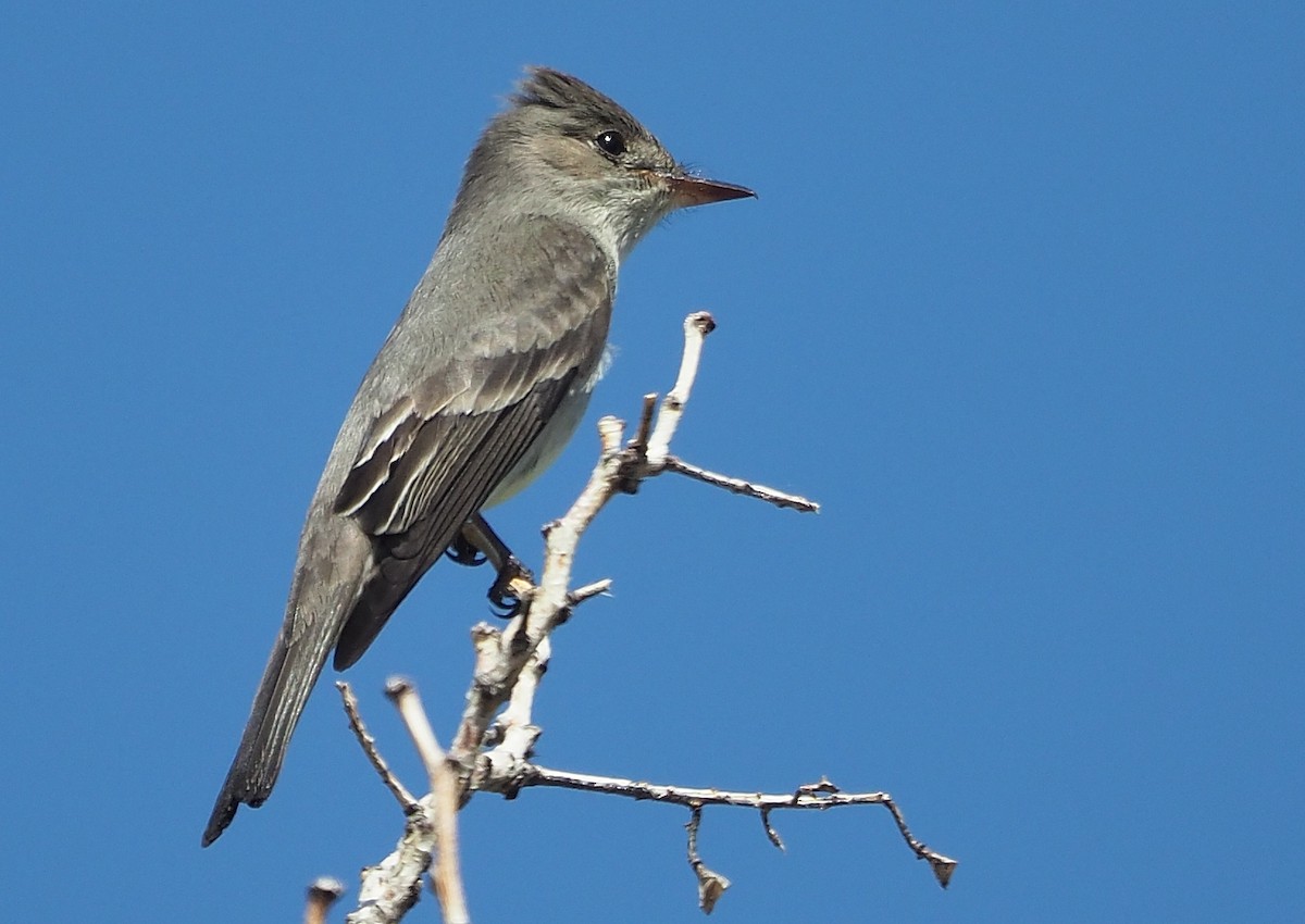 Western Wood-Pewee - ML586719371