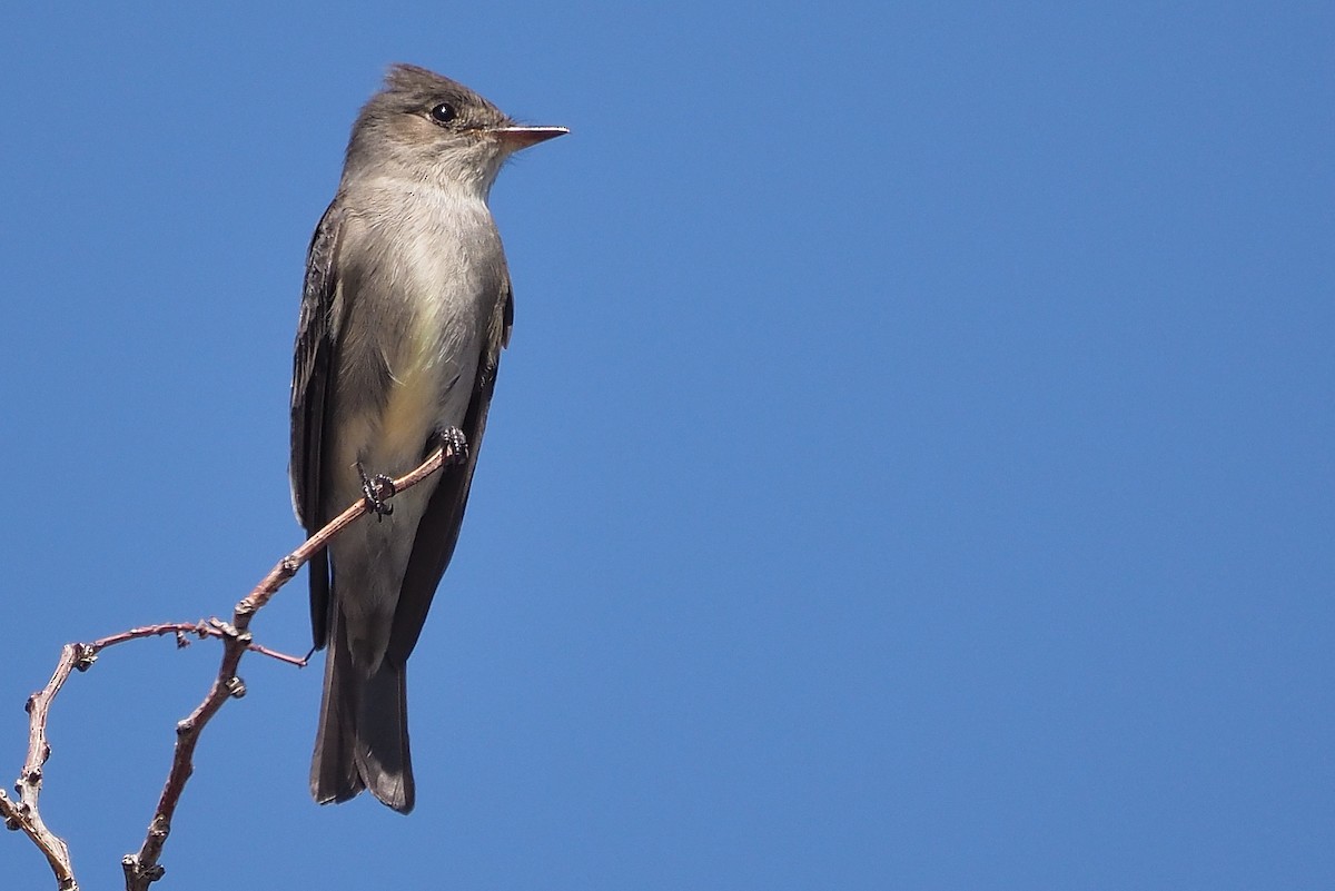 Western Wood-Pewee - ML586719381