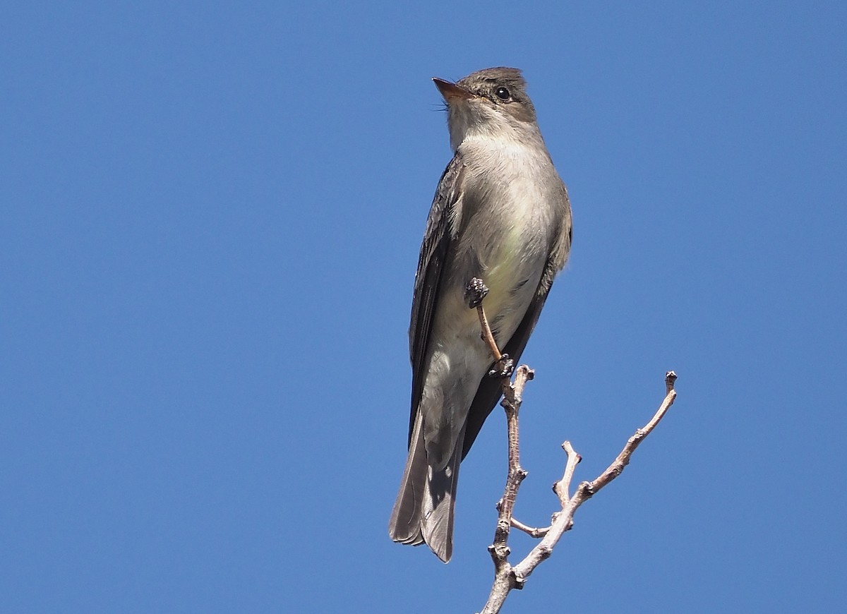 Western Wood-Pewee - ML586719391