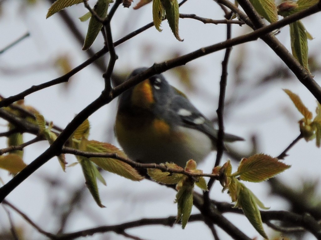 Northern Parula - ML58671981