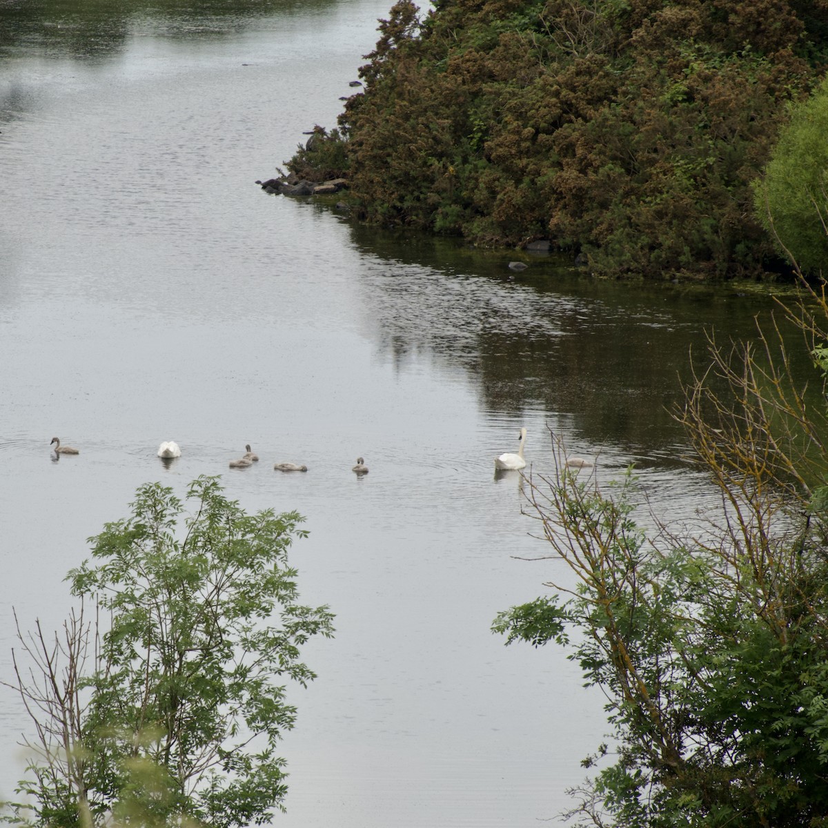 Mute Swan - Anonymous