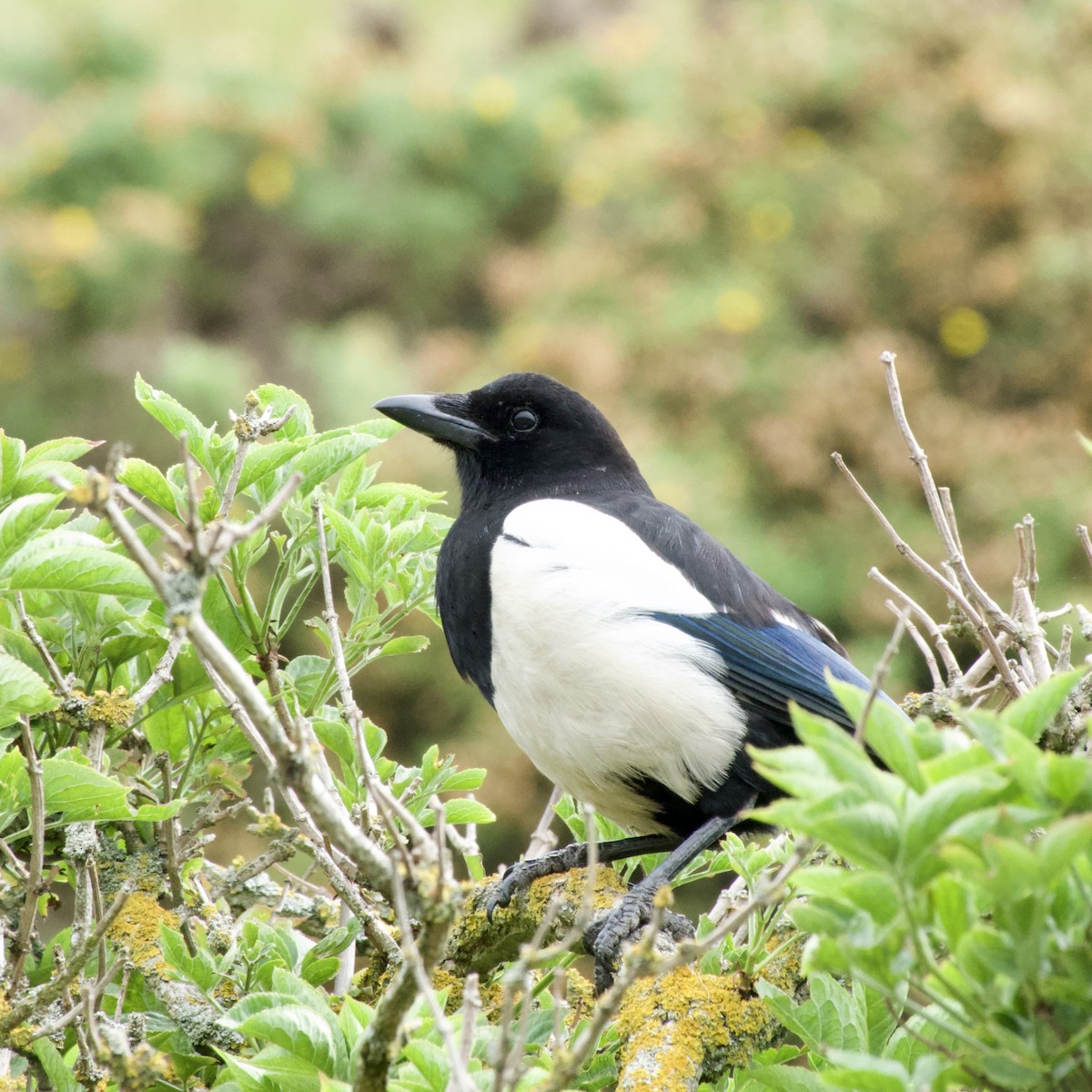 Eurasian Magpie - Anonymous