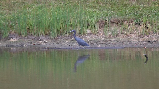 Little Blue Heron - ML586720221