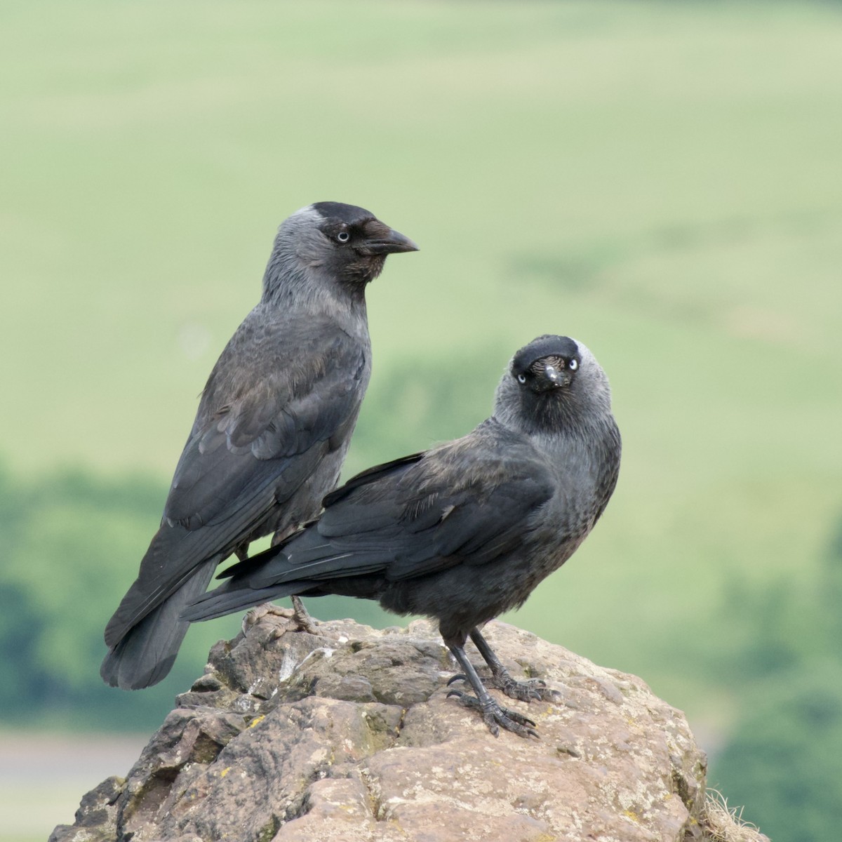 Eurasian Jackdaw - ML586720241