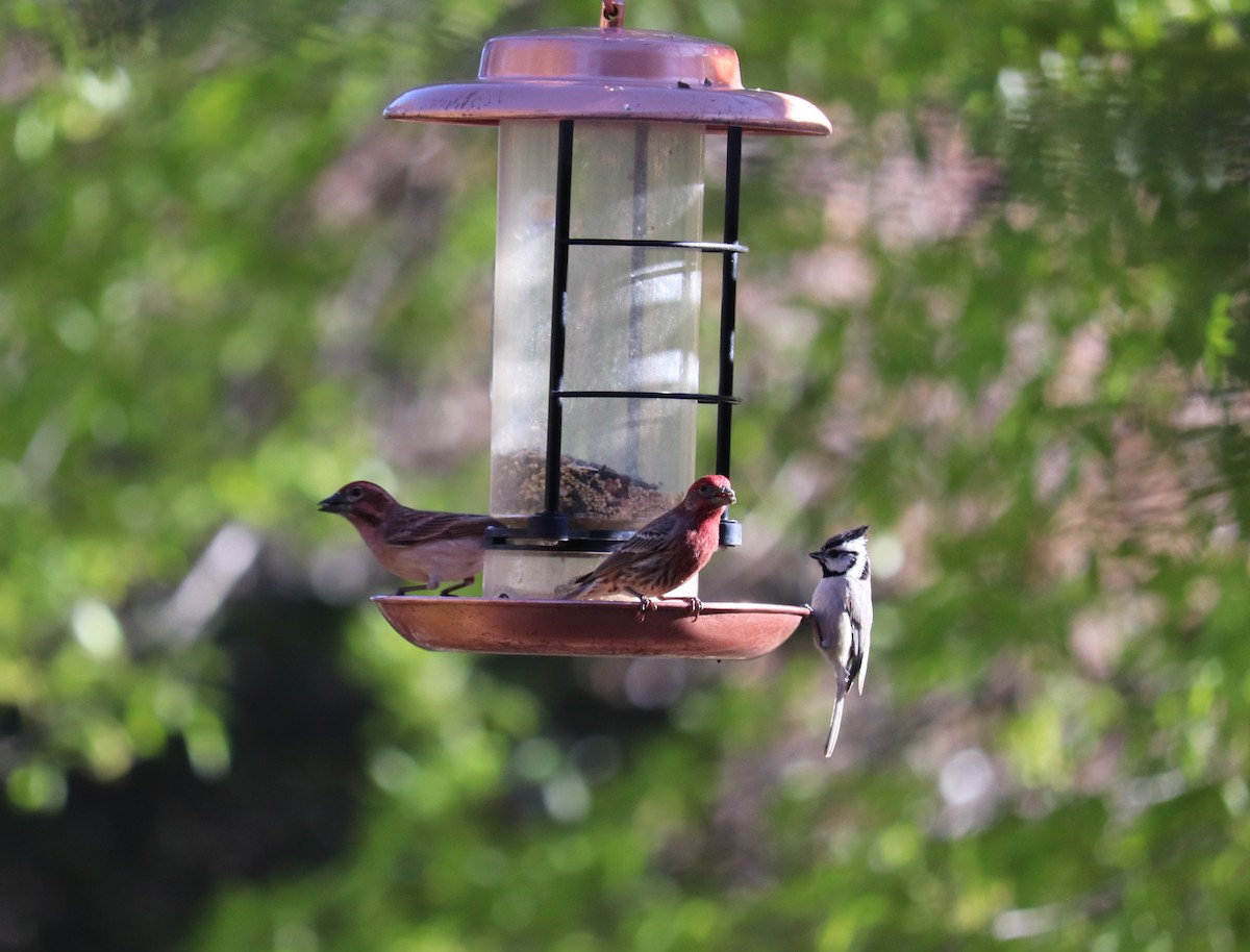 Cassin's Finch - ML586720451