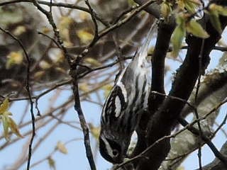 Black-and-white Warbler - Melody Walsh