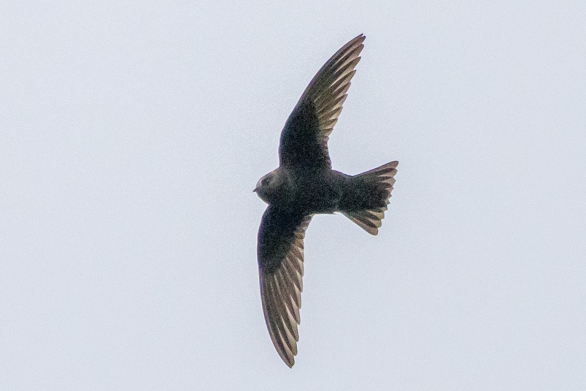 Black Swift - ML586720861