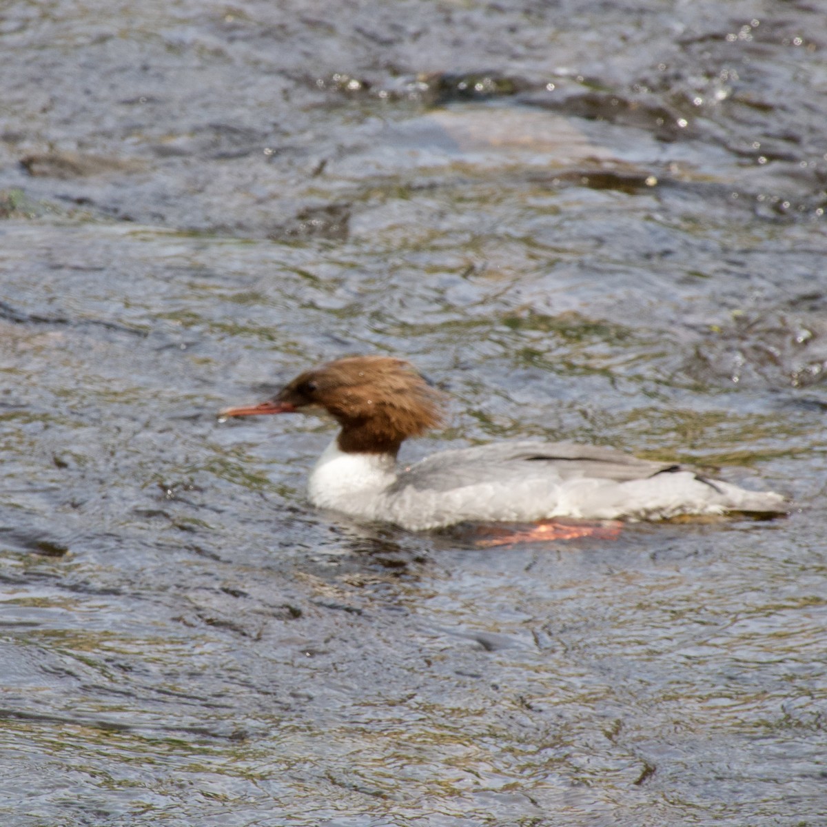 Common Merganser - ML586721321