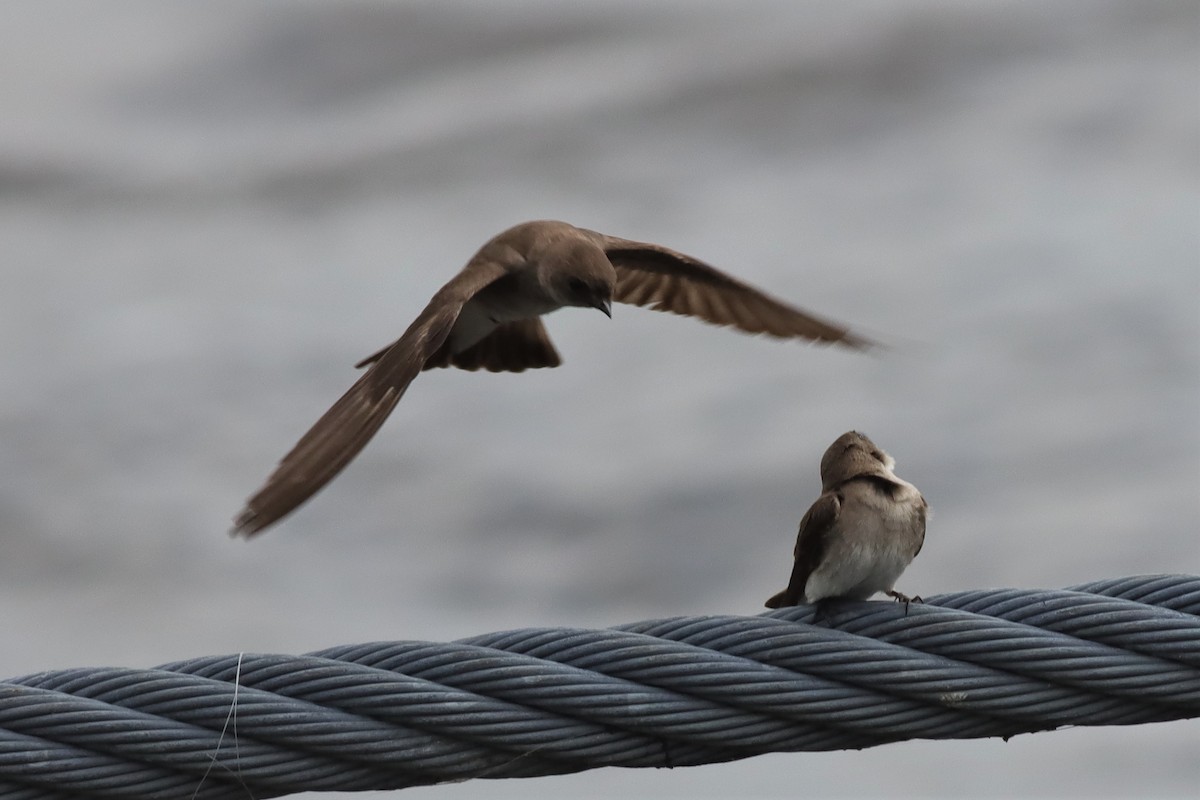 Northern Rough-winged Swallow - ML586721711