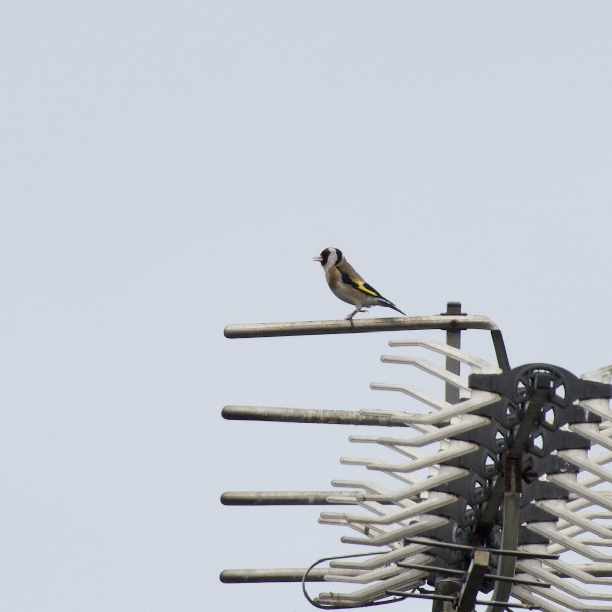 European Goldfinch - ML586721781