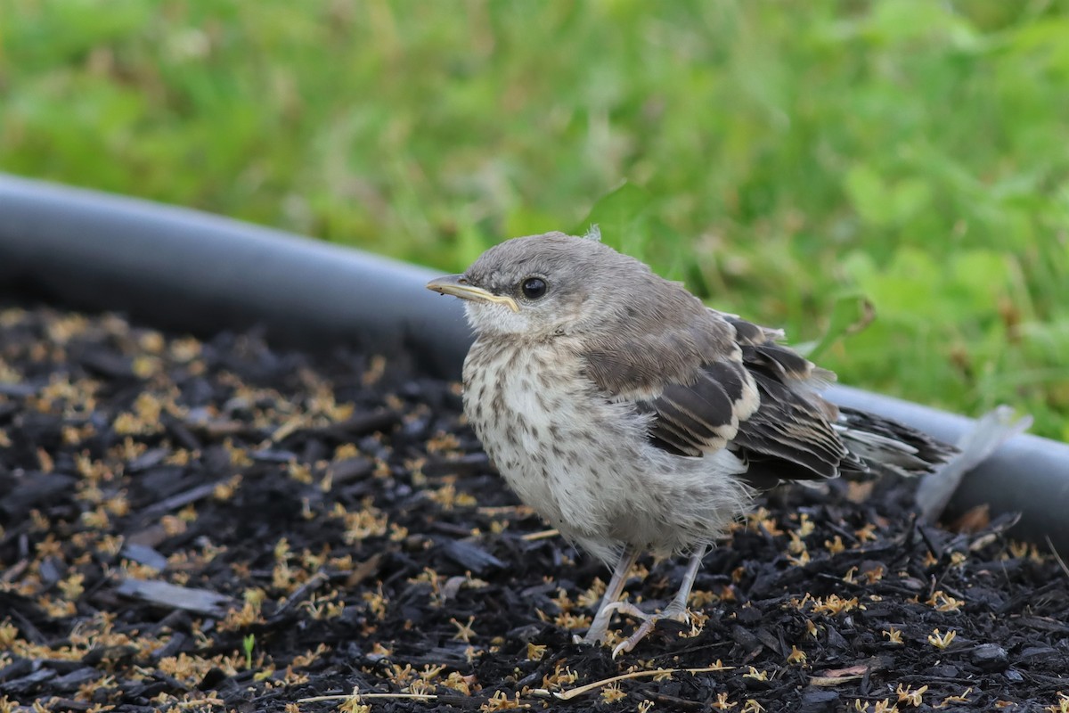 Northern Mockingbird - ML586721901