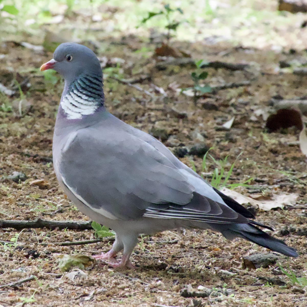 Common Wood-Pigeon - ML586722181