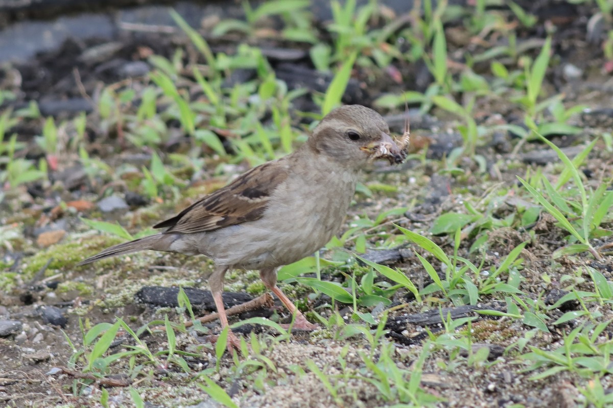 Moineau domestique - ML586722221