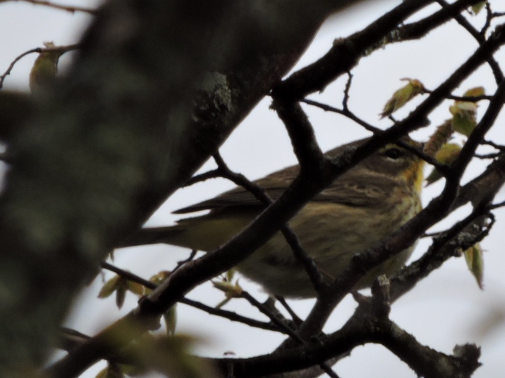 Cape May Warbler - Melody Walsh