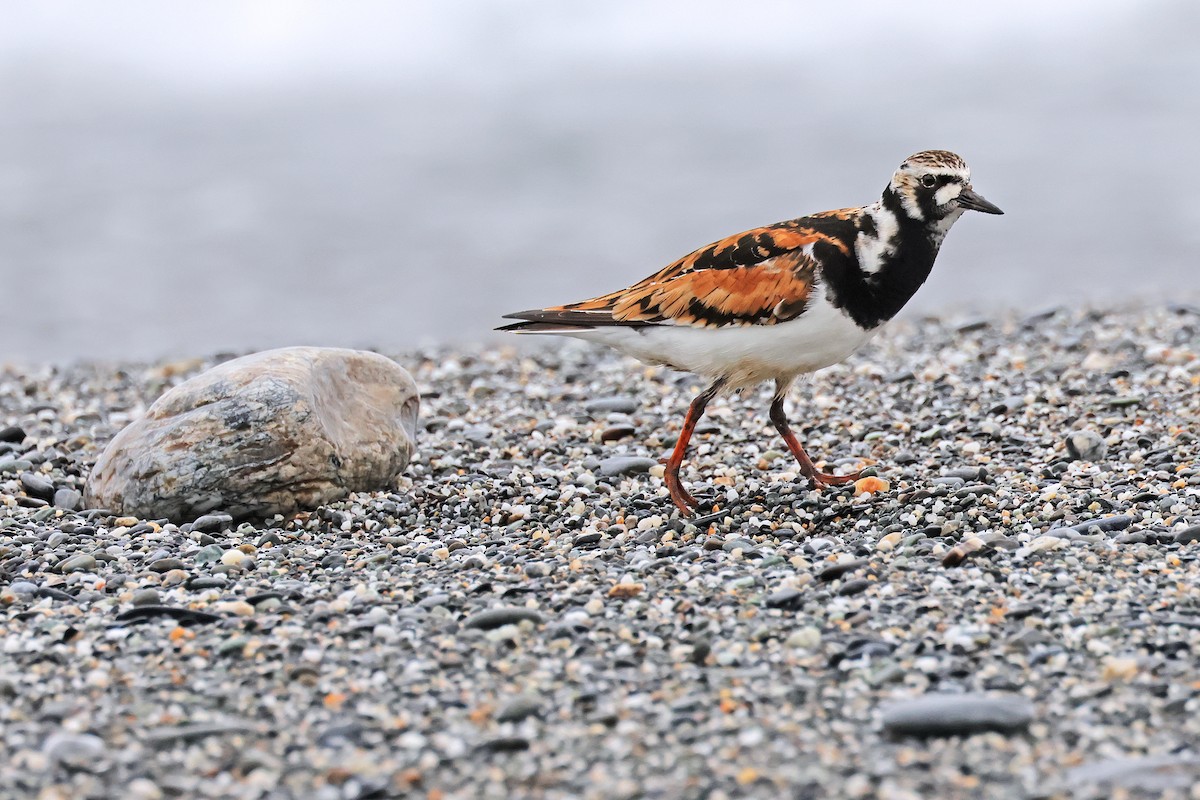 Ruddy Turnstone - ML586722821