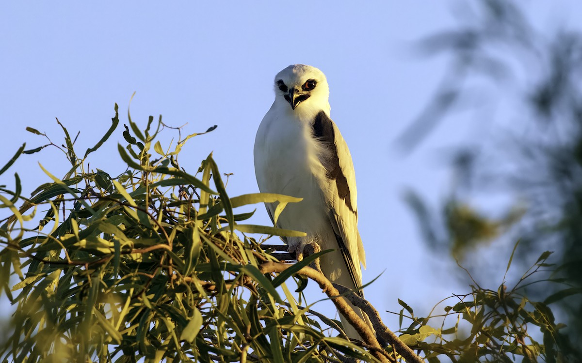 Letter-winged Kite - ML586723651