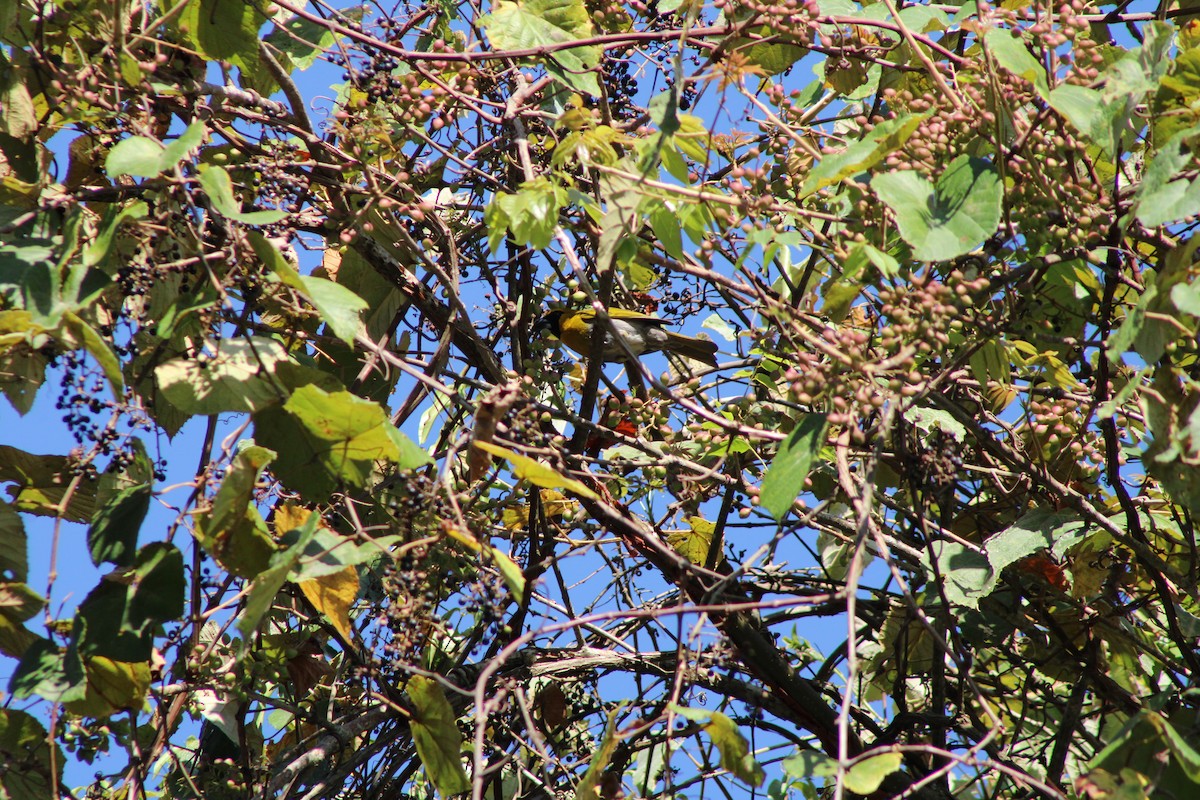 Black-faced Grosbeak - ML586723701