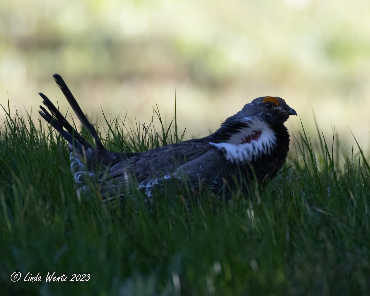 Dusky Grouse - ML586723761