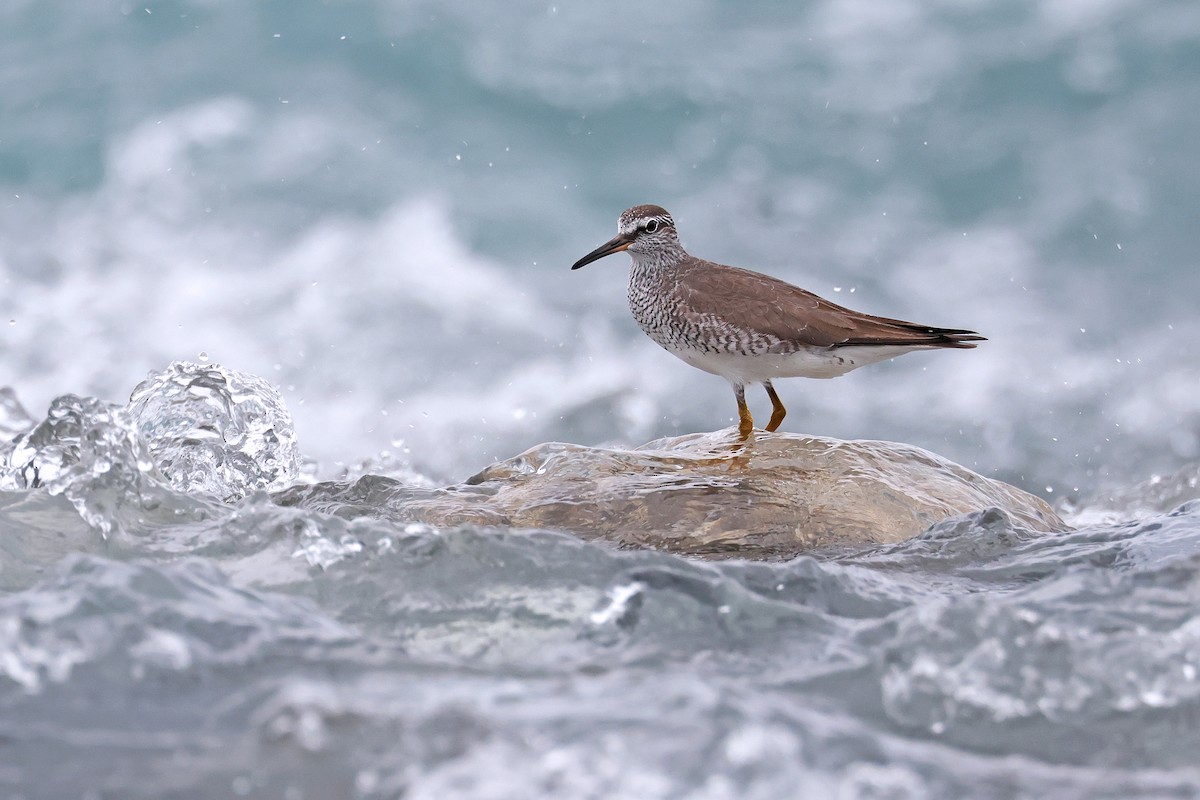 Gray-tailed Tattler - ML586723791