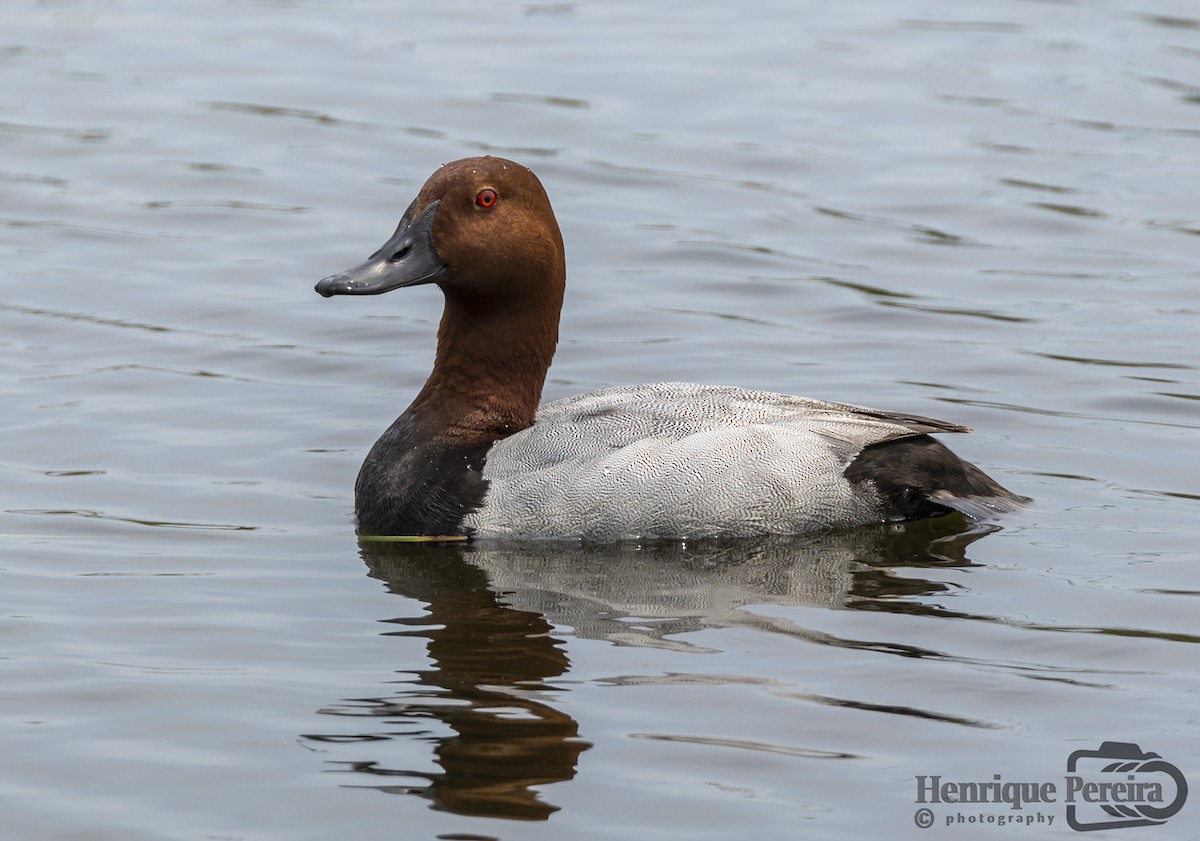 Common Pochard - HENRIQUE PEREIRA