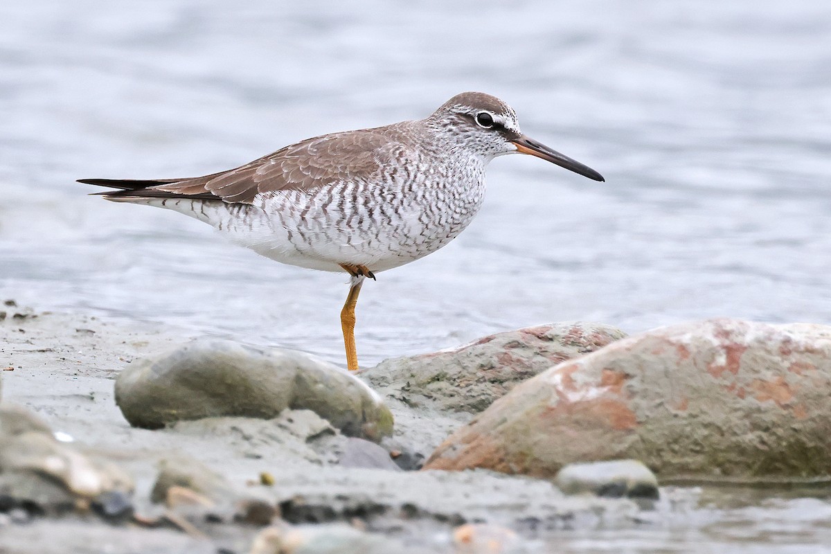 Gray-tailed Tattler - ML586724181