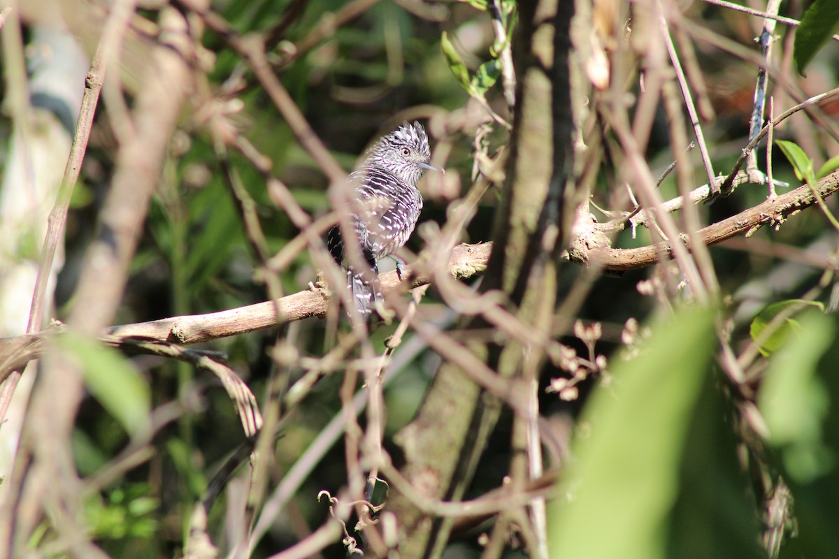 Barred Antshrike - ML586724331