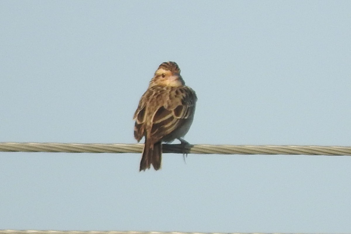 Burmese Bushlark - ML586724351