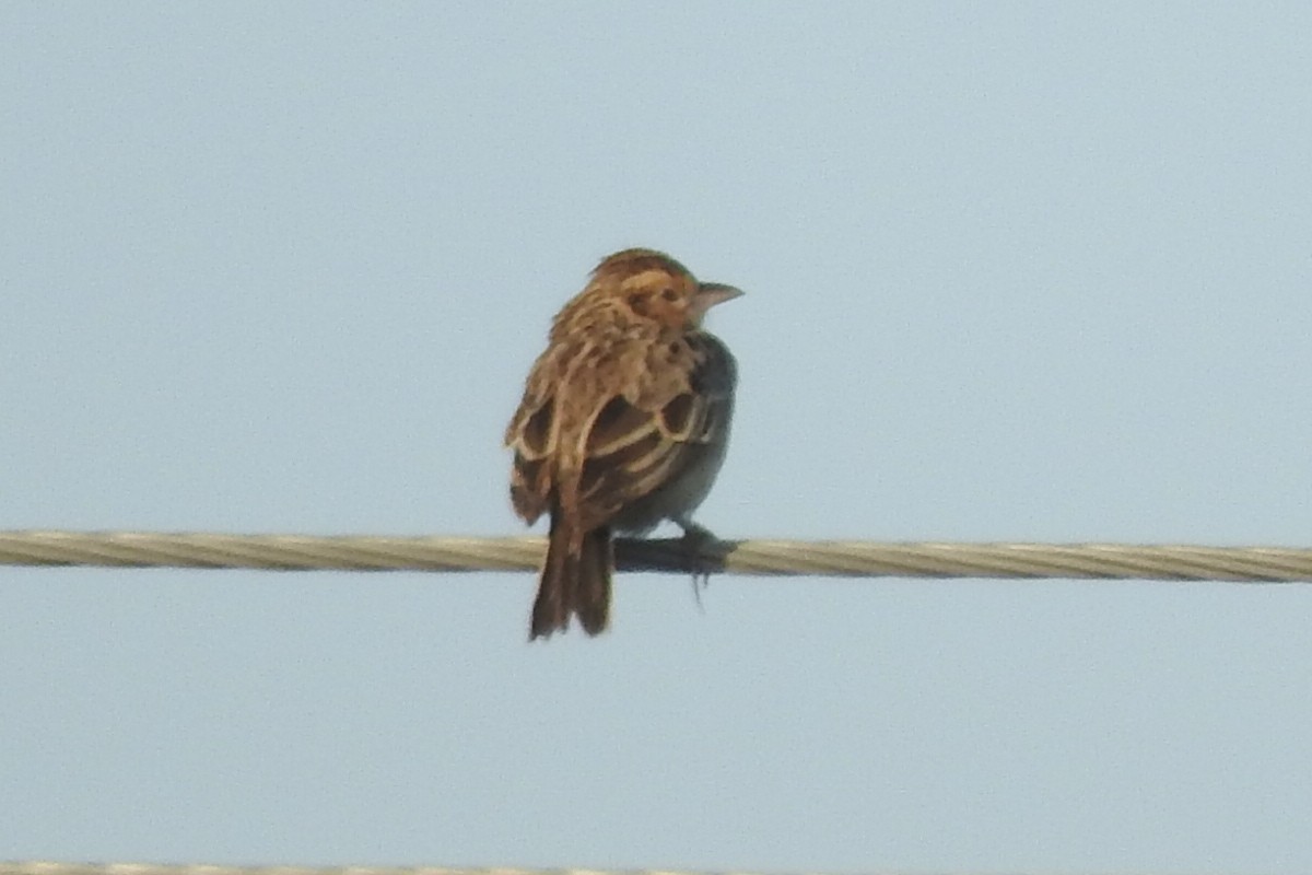 Burmese Bushlark - ML586724361