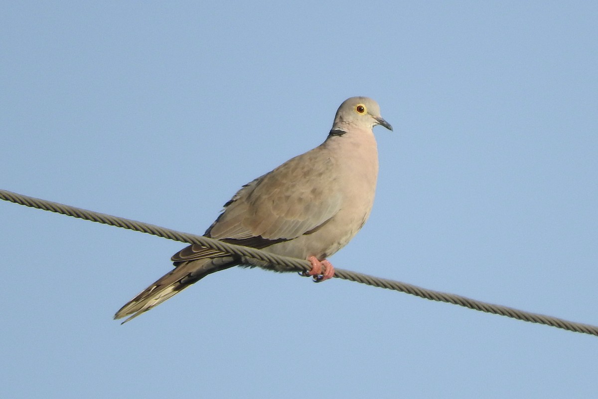 Burmese Collared-Dove - ML586724501