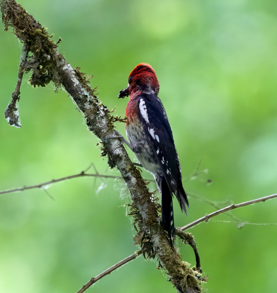 Red-breasted Sapsucker - ML586724511