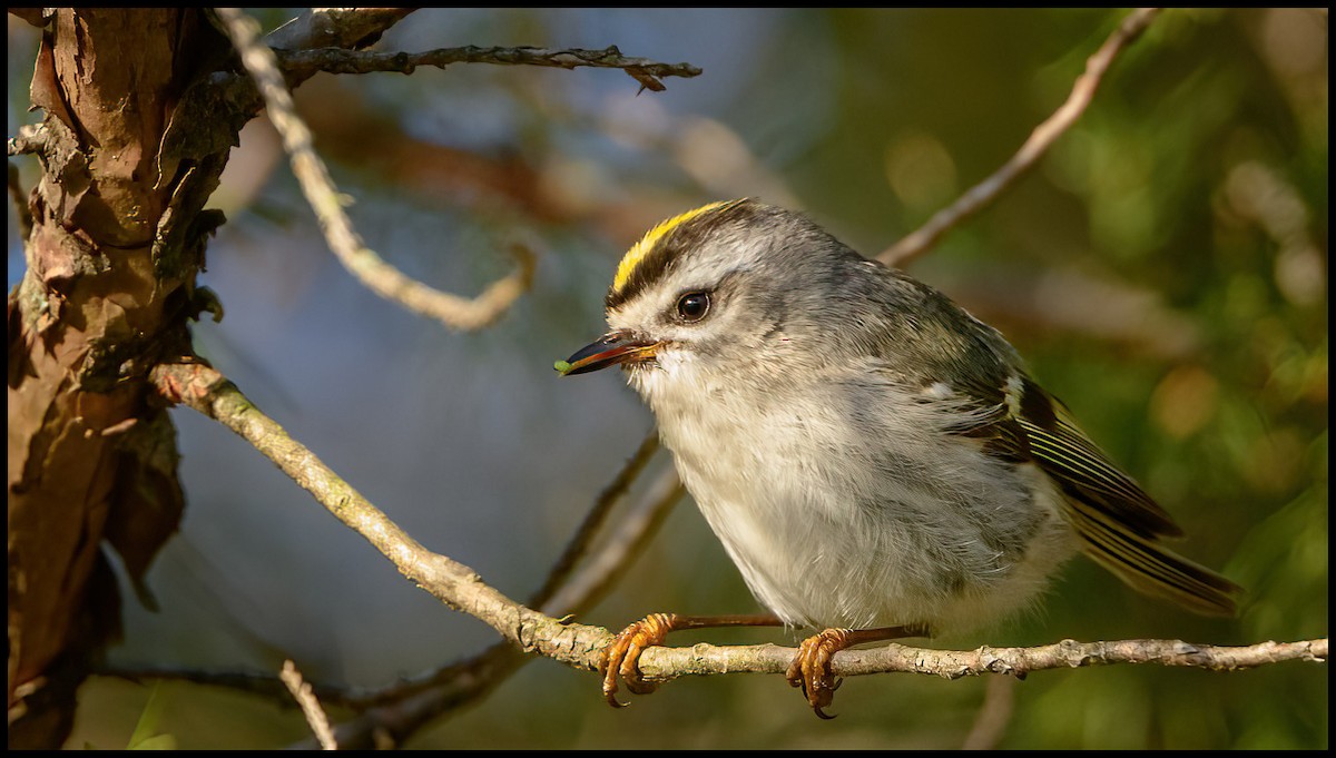 Golden-crowned Kinglet - Jim Emery