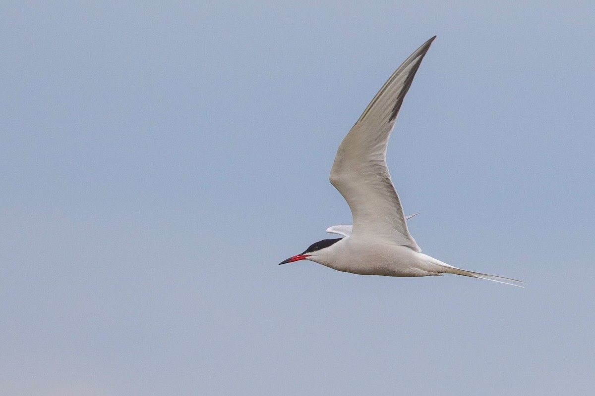 Common Tern - ML586726061