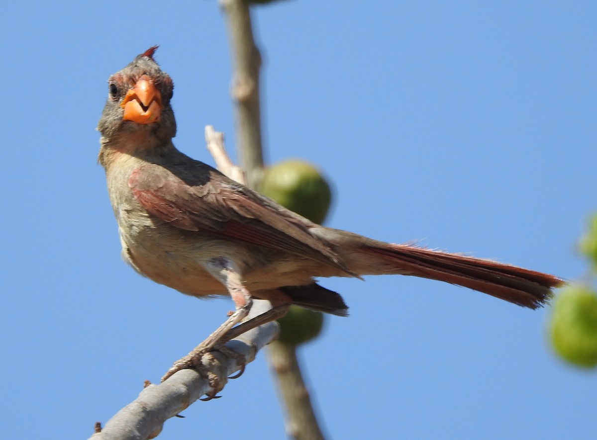 Pyrrhuloxia - ML586729441