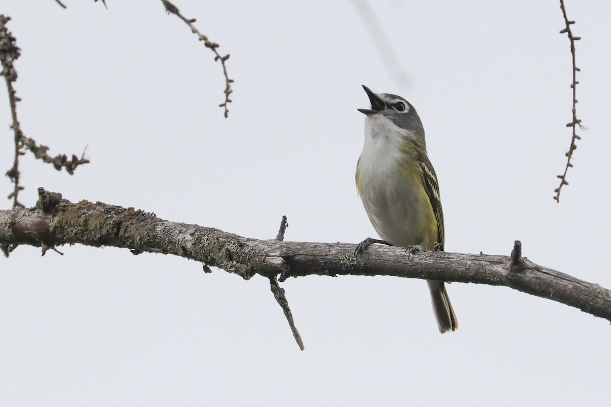 Vireo Solitario - ML586729901