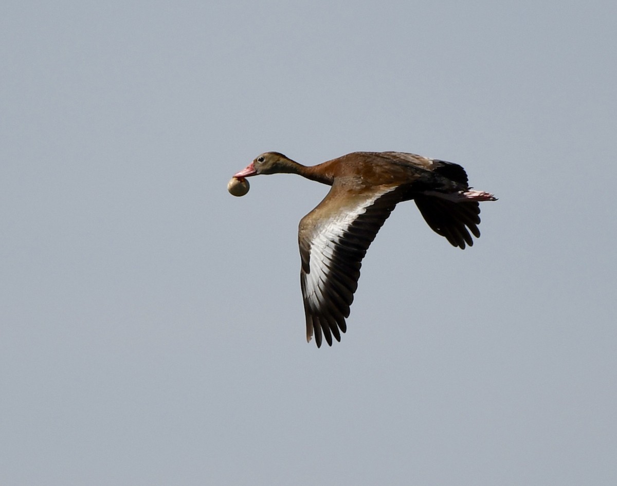 Black-bellied Whistling-Duck - ML586730581