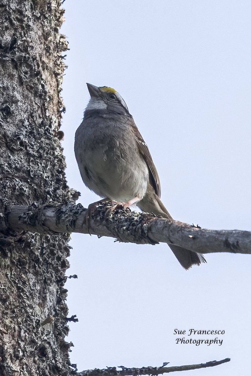 White-throated Sparrow - ML586730981