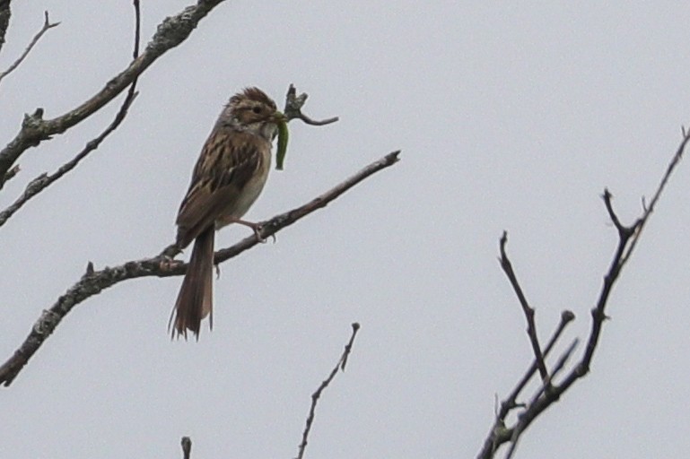 Clay-colored Sparrow - ML586731461